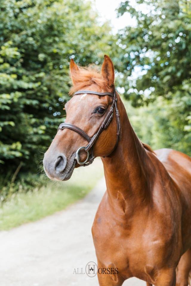 Enora de Rox Jument SF, 166cm gagnante GP120 à Saint-Lô