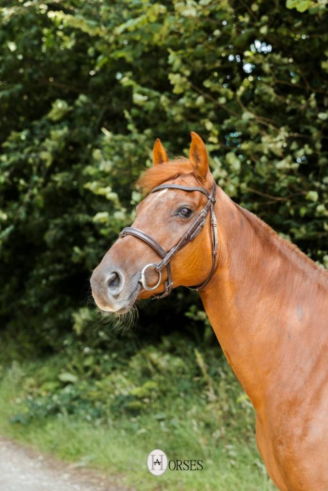 Enora de Rox Jument SF, 166cm gagnante GP120 à Saint-Lô