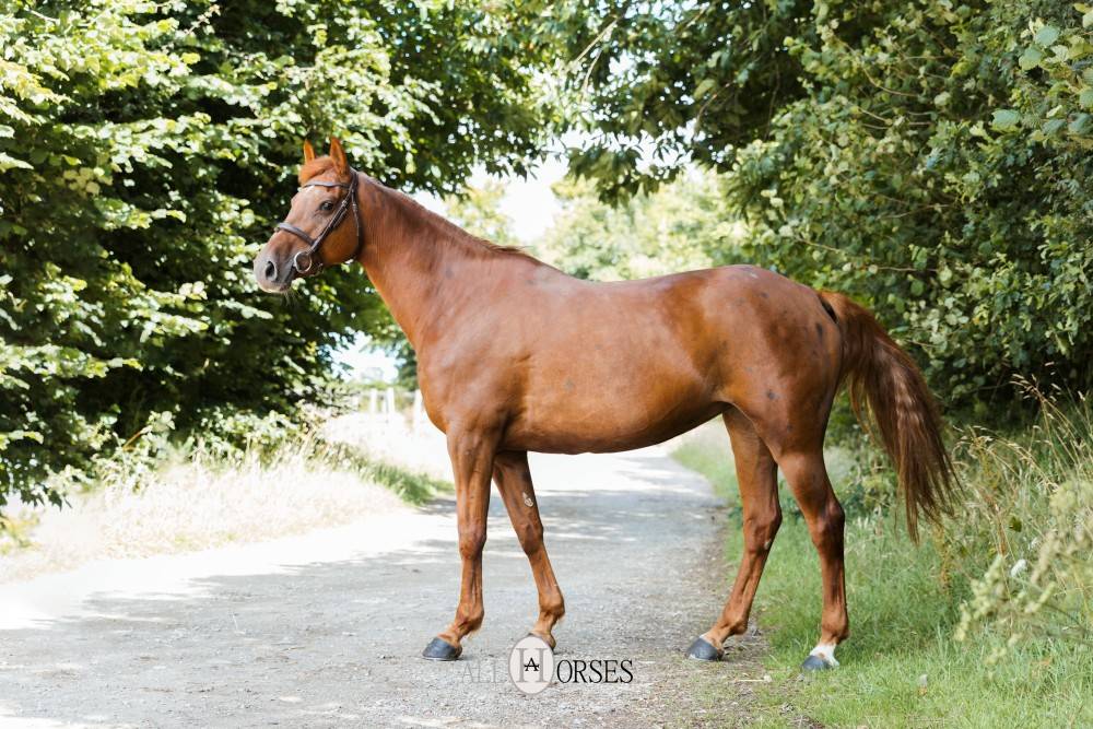 Enora de Rox Jument SF, 166cm gagnante GP120 à Saint-Lô