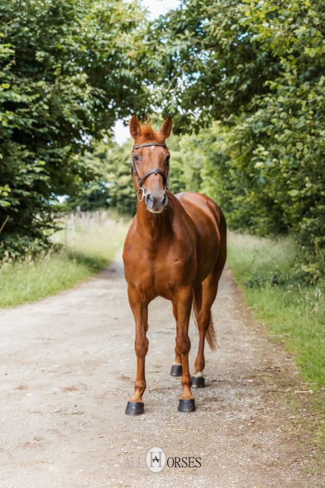 Enora de Rox Jument SF, 166cm gagnante GP120 à Saint-Lô