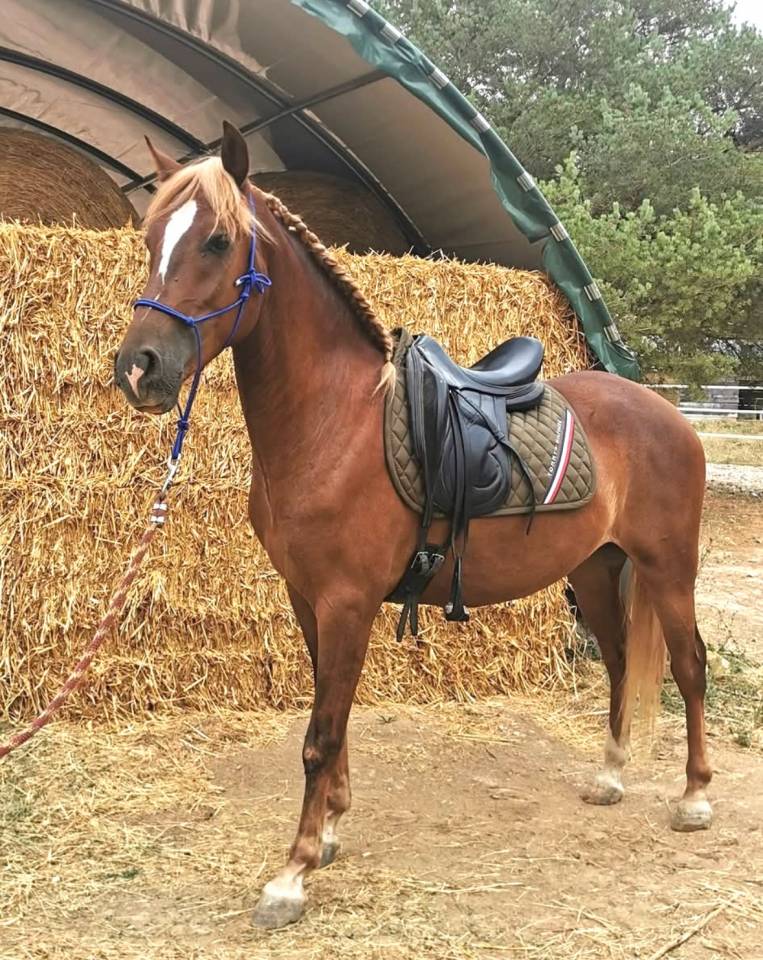 Hongre cruzado 3ans cso