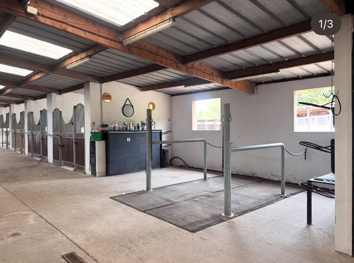 Recherche apprenti CS Groom/CS jeune chevaux