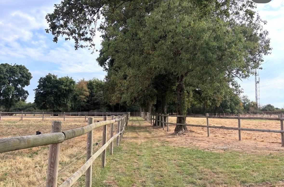 Recherche apprenti CS Groom/CS jeune chevaux