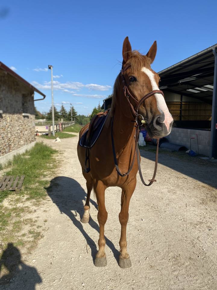 DP cheval 