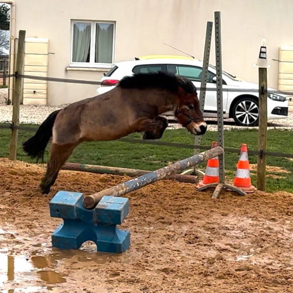 Poney shetland