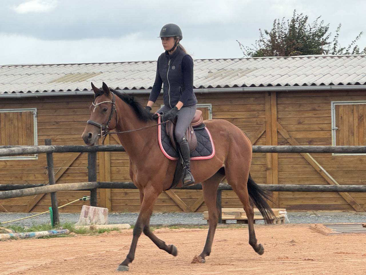 Adorable jument ps de 4 ans 