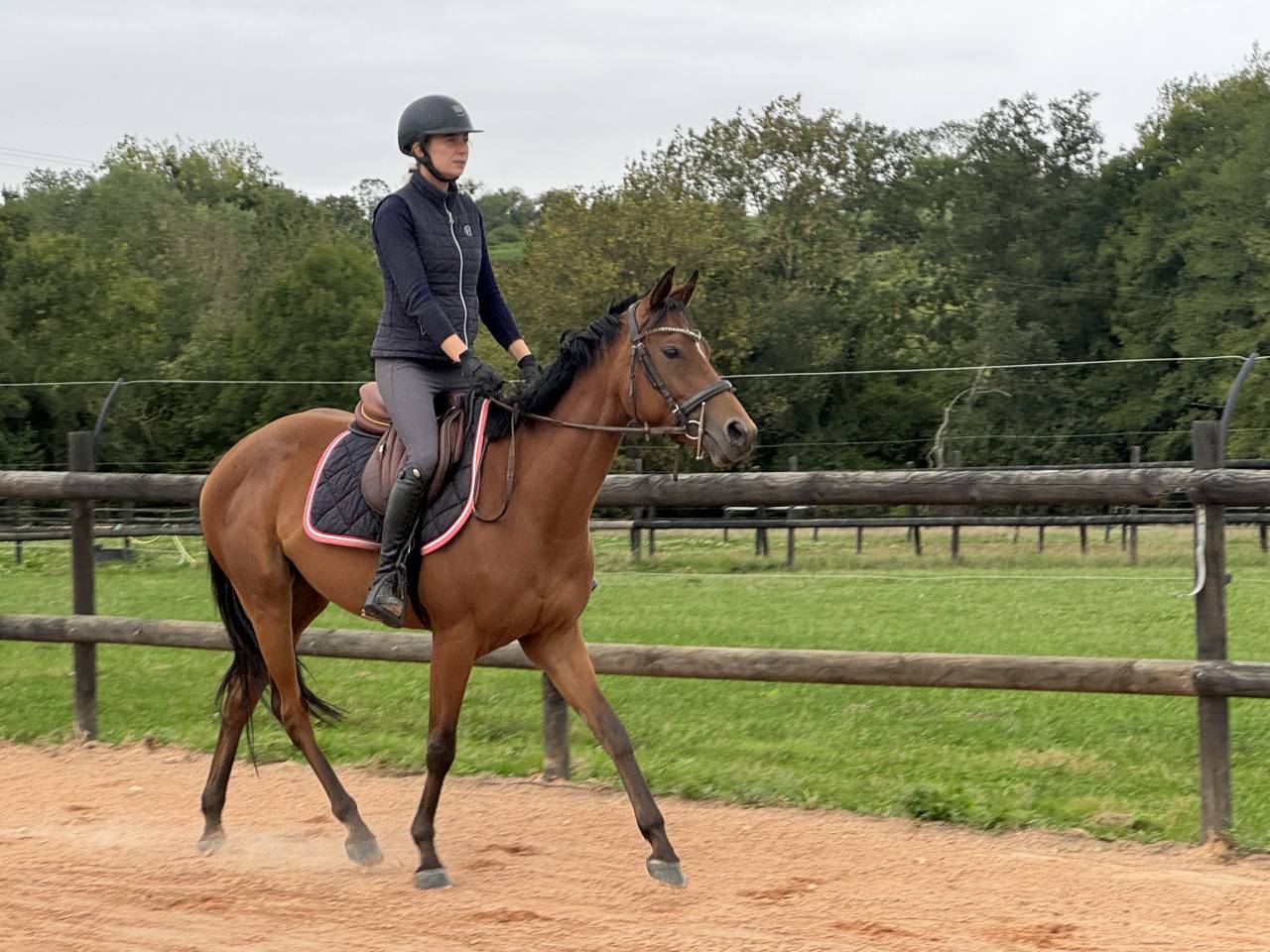 Adorable jument ps de 4 ans 