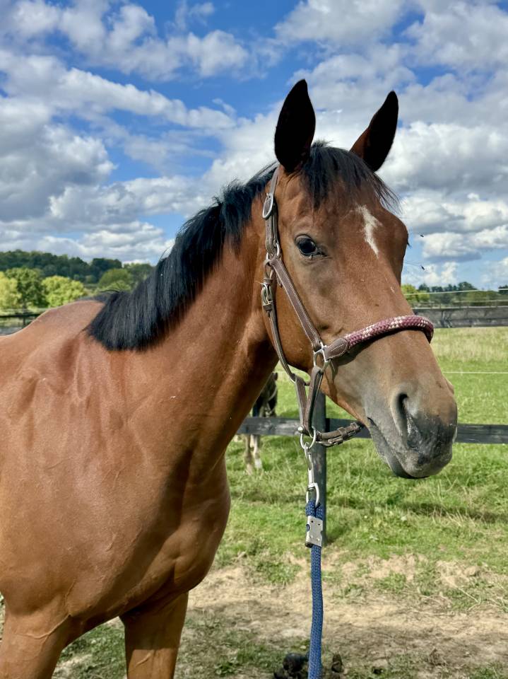 Adorable jument ps de 4 ans 