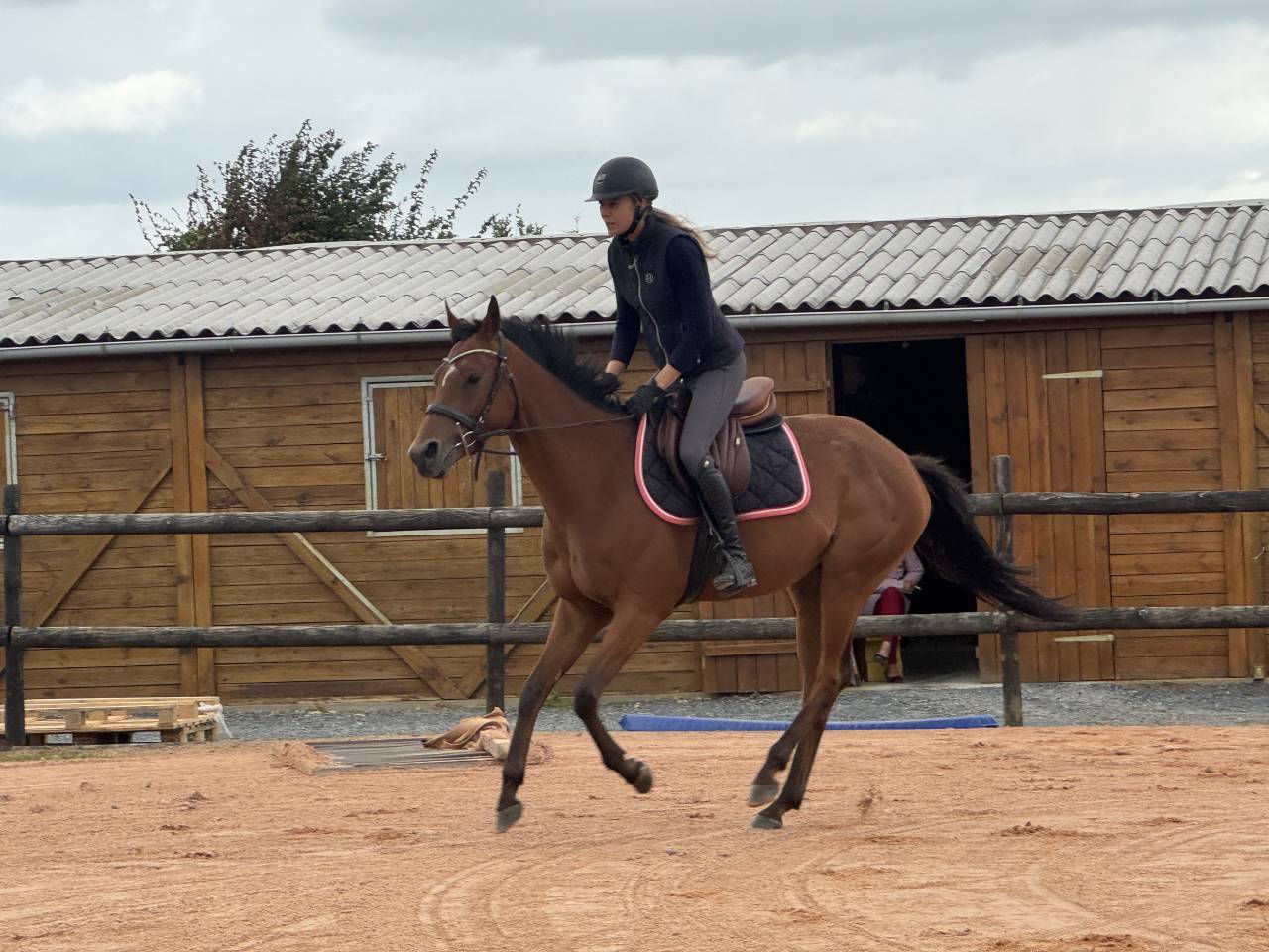 Adorable jument ps de 4 ans 