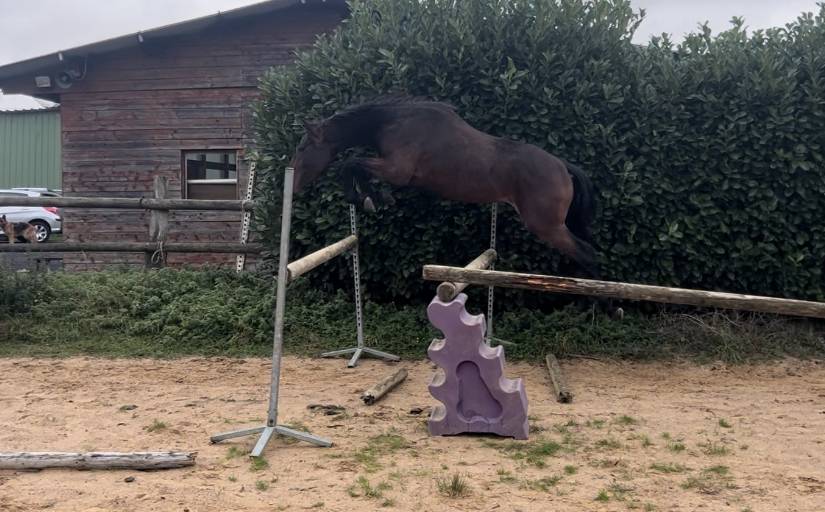 Hongre trotteur de 4 ans 