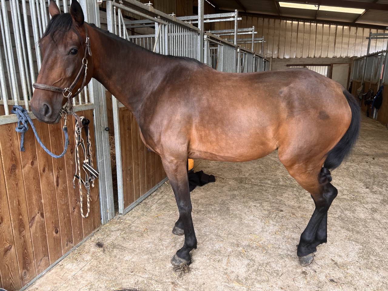 Hongre trotteur de 4 ans 