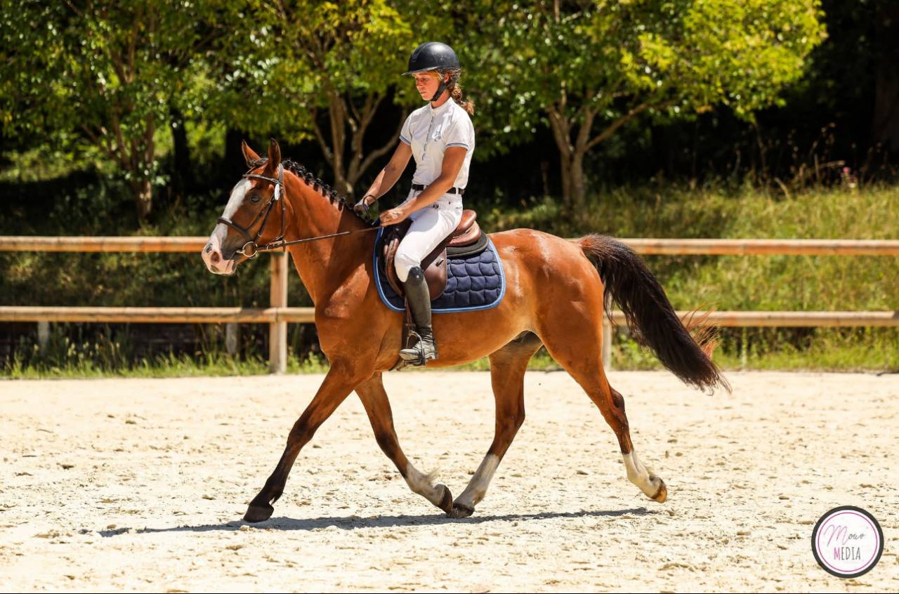 Poney de sport