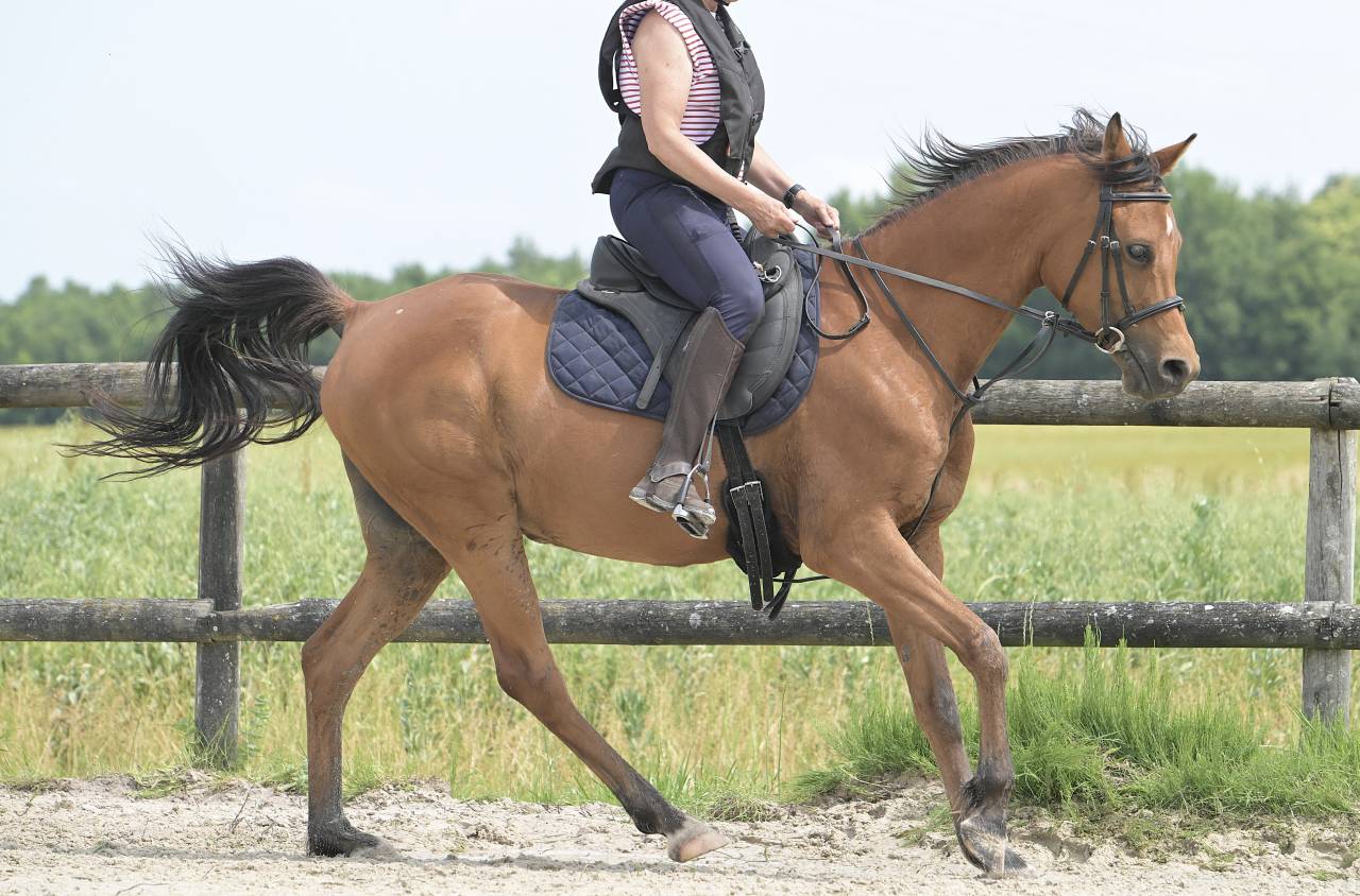 Shah Nassim pur-sang arabe hongre 8 ans