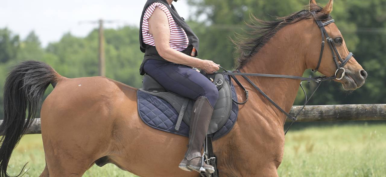 Shah Nassim pur-sang arabe hongre 8 ans