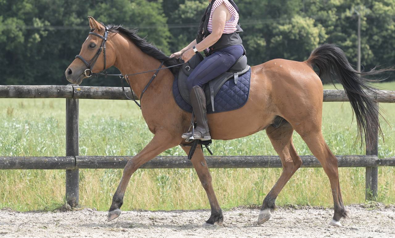 Shah Nassim pur-sang arabe hongre 8 ans