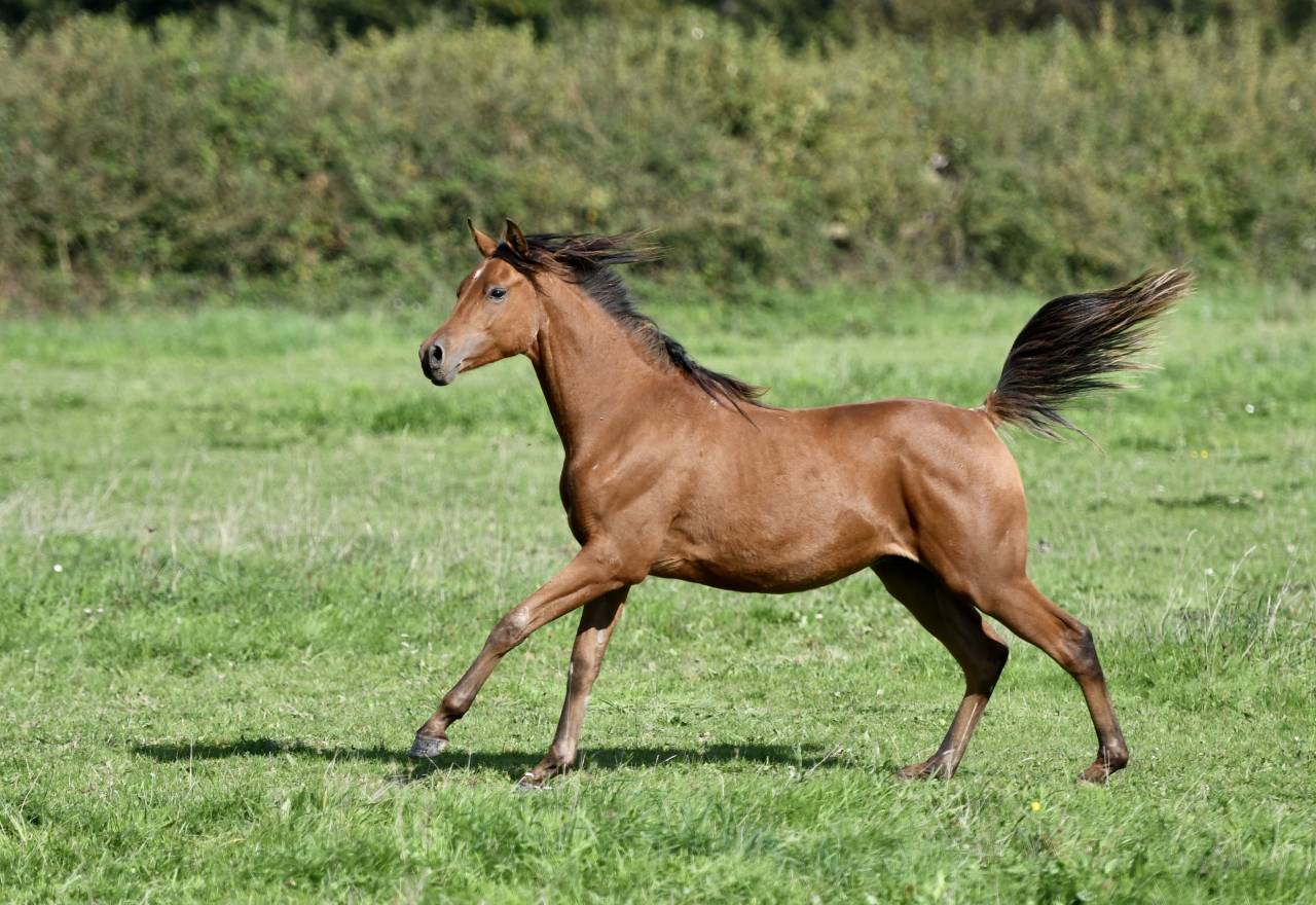 Hongre Arabe 2 ans en 2026