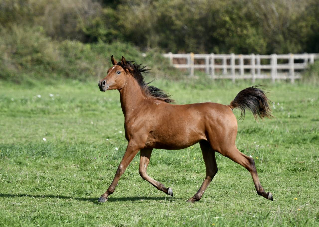 Hongre Arabe 2 ans en 2026