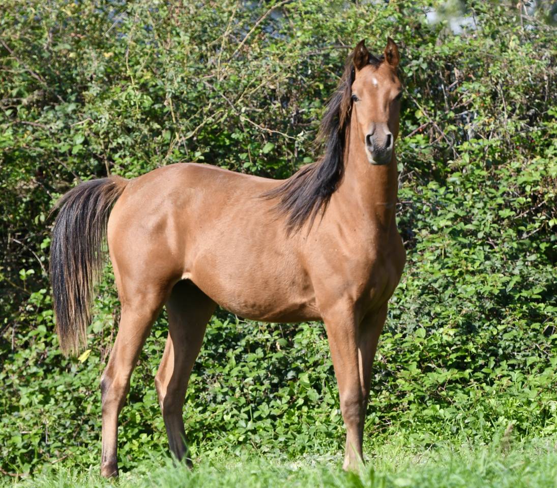 Hongre Arabe 2 ans en 2026