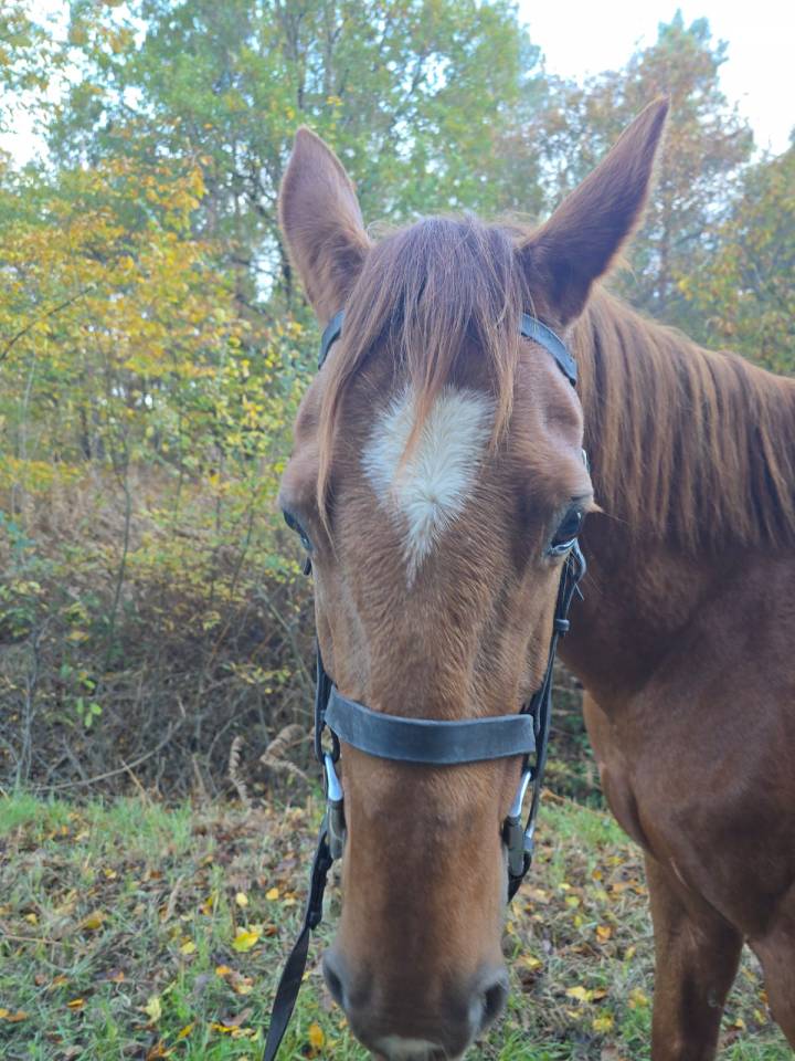 Trotteur hongre de 11 ans 