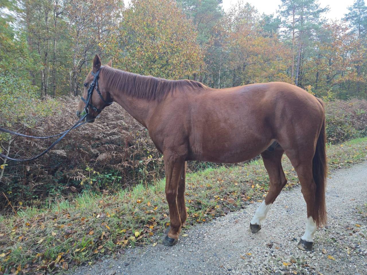 Trotteur hongre de 11 ans 