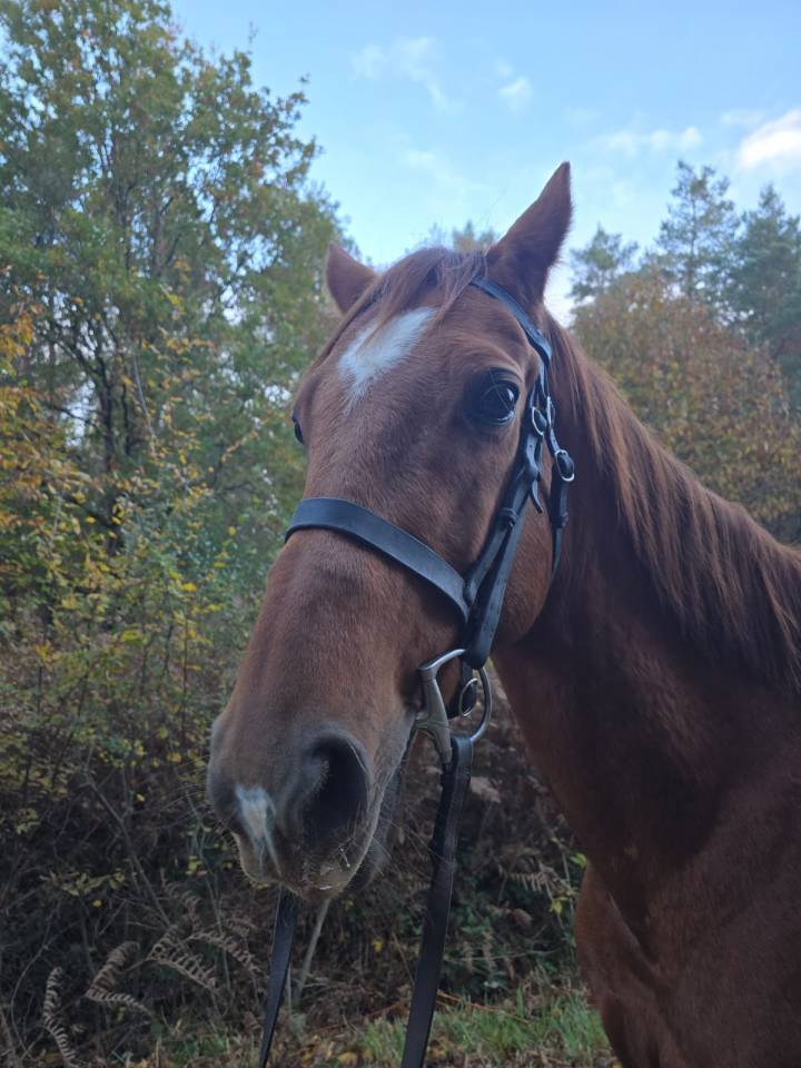 Trotteur hongre de 11 ans 