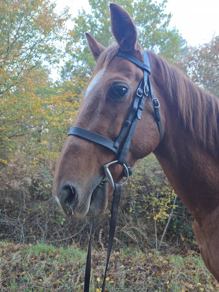 Trotteur hongre de 11 ans 