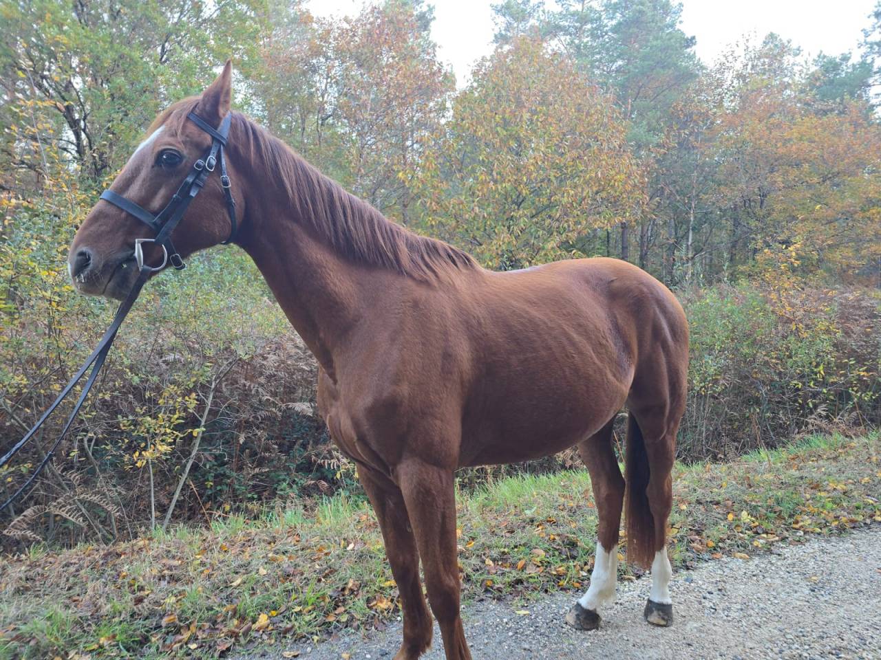 Trotteur hongre de 11 ans 