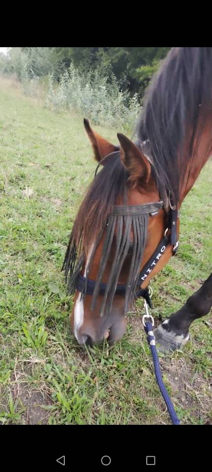 Trotteur 2 ans et demi