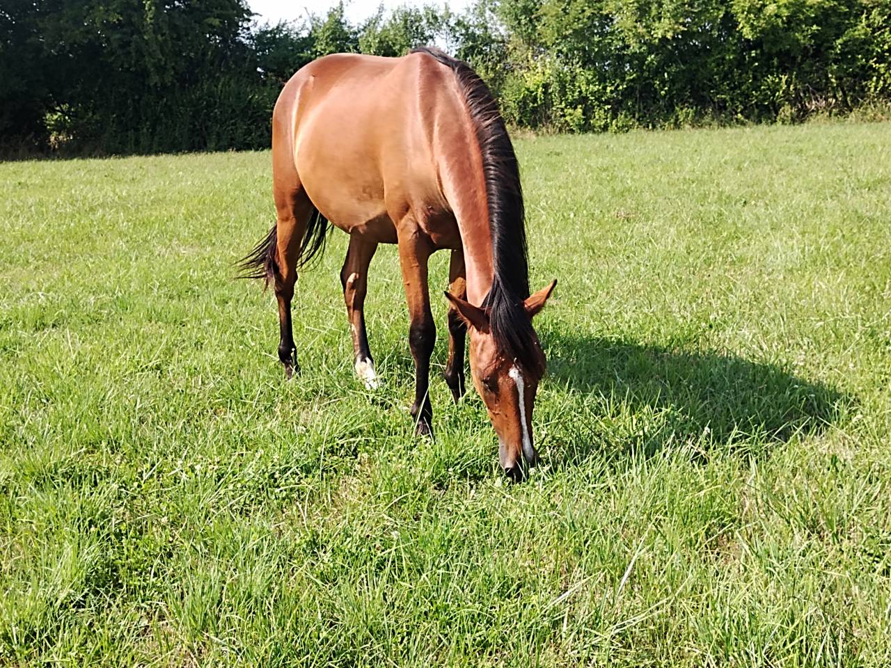 Trotteur 2 ans et demi