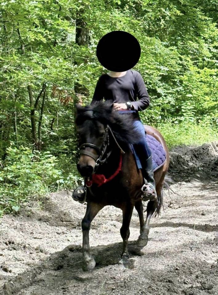 Trois poneys à vendre