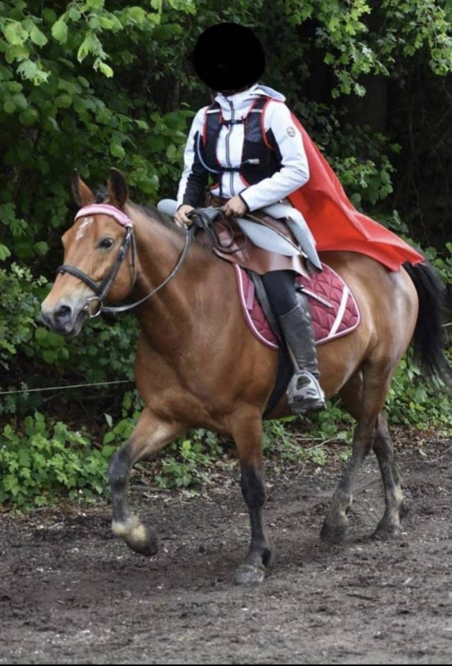 Trois poneys à vendre