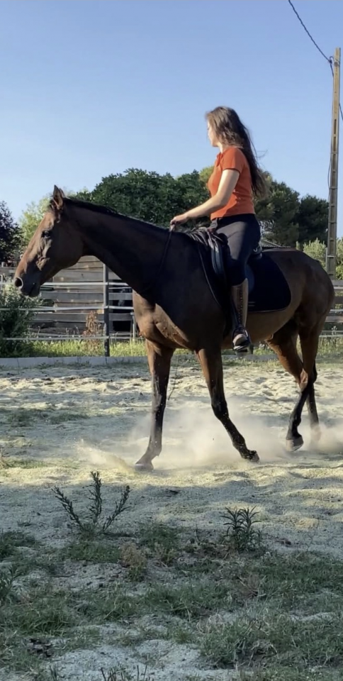 Jument polyvalente - loisir sportif 