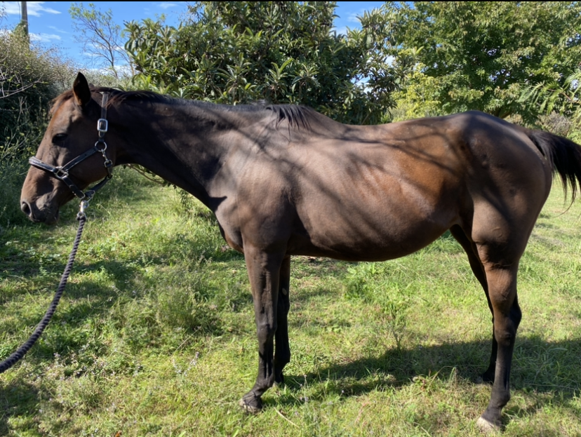 Jument polyvalente - loisir sportif 