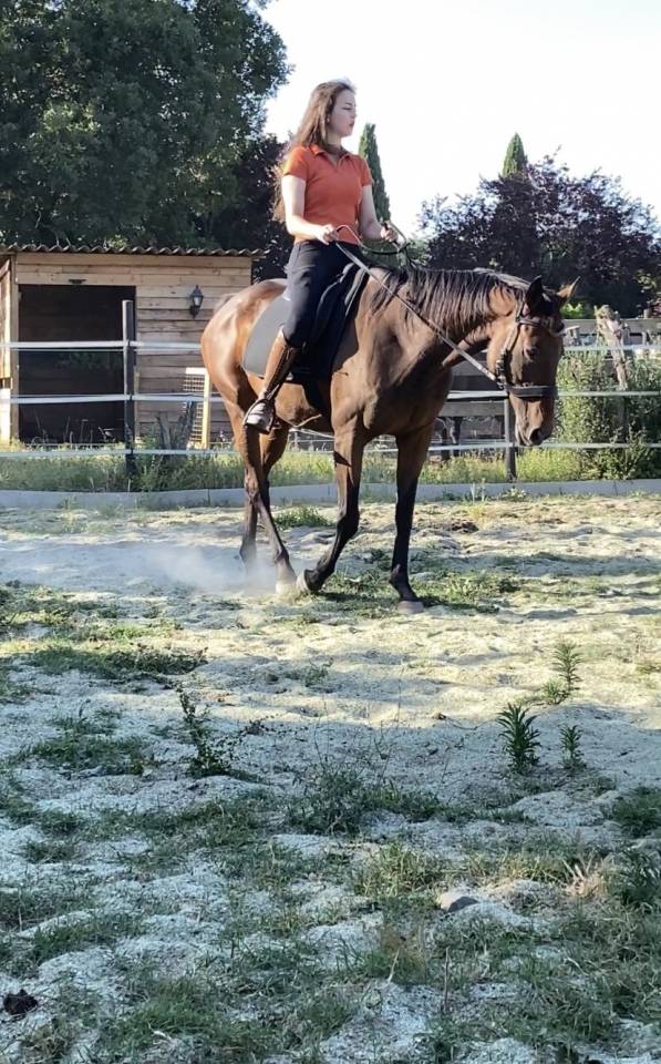 Jument polyvalente - loisir sportif 