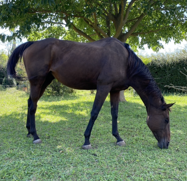 Jument polyvalente - loisir sportif 