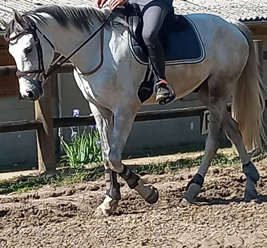Hongre sf 7 ans