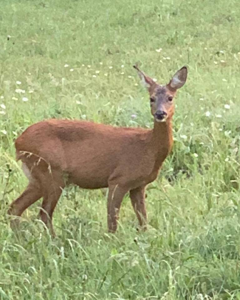 Les deux &eacute;toiles filantes