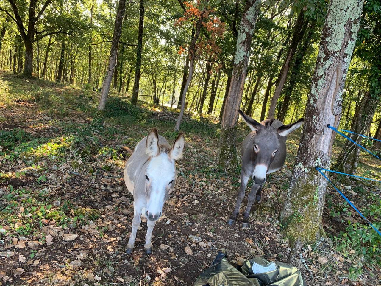 Les deux &eacute;toiles filantes