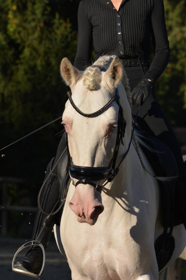 Lusitanien Perlino – 7 ans – Pleins papiers