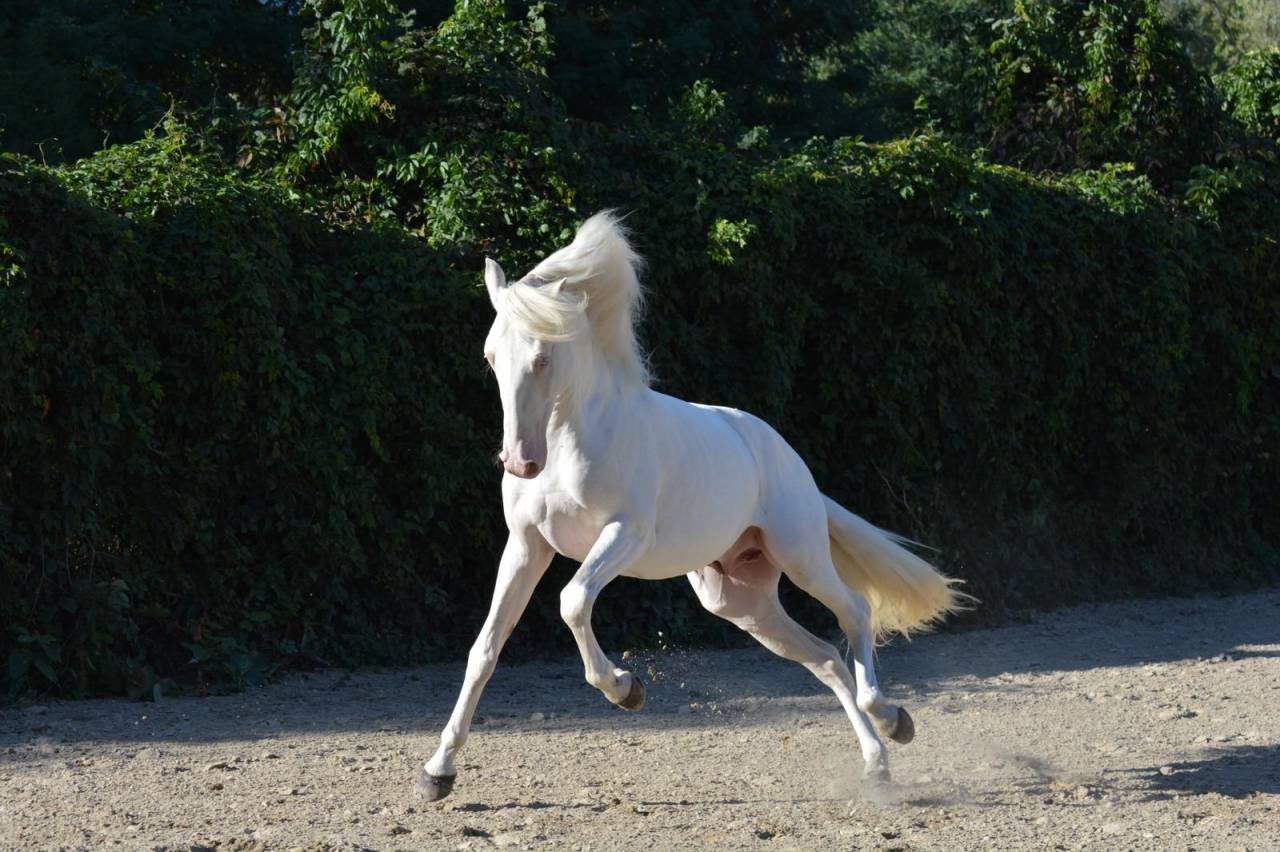 Lusitanien Perlino – 7 ans – Pleins papiers