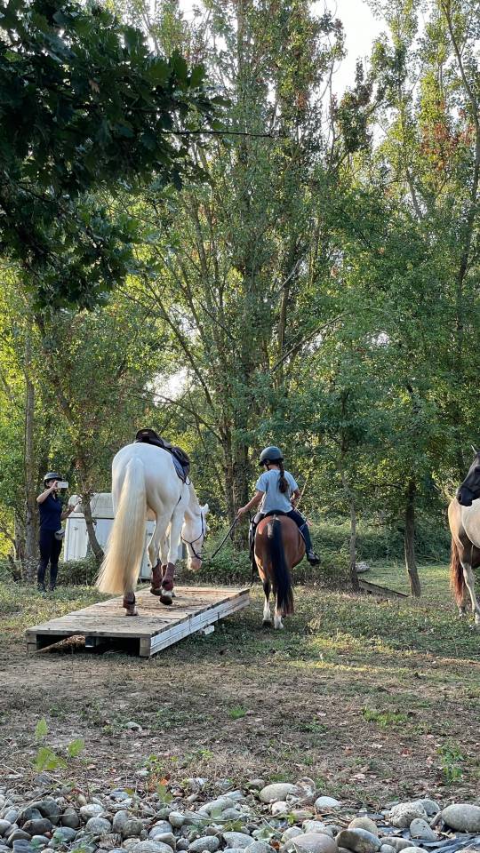 Lusitanien Perlino – 7 ans – Pleins papiers