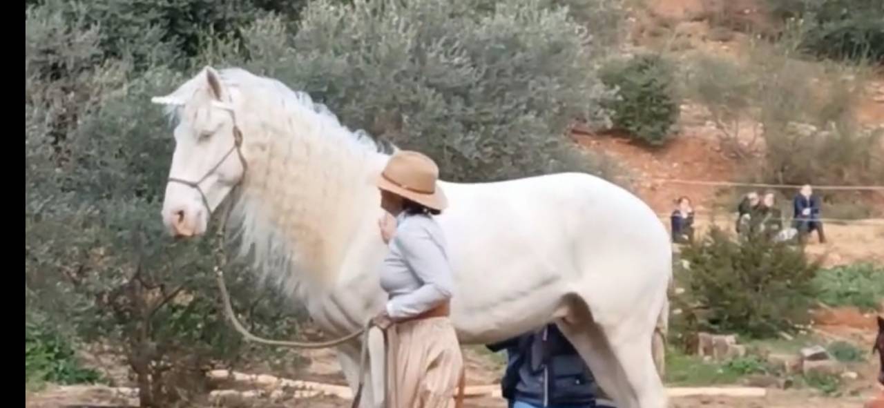 Lusitanien Perlino – 7 ans – Pleins papiers