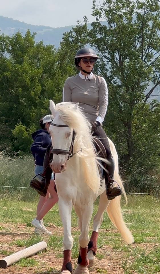 Lusitanien Perlino – 7 ans – Pleins papiers