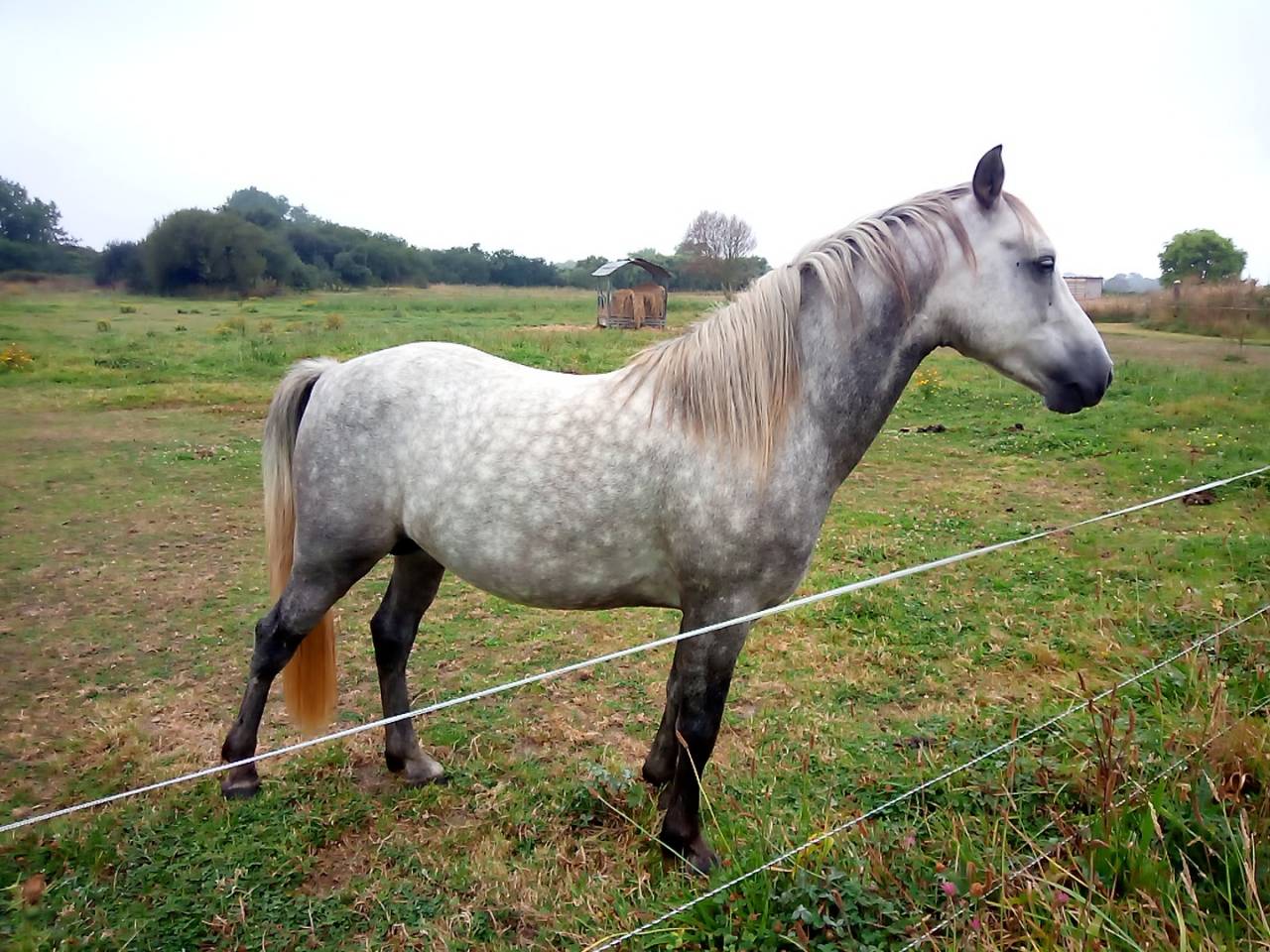 Étalon oc connemara-welsh