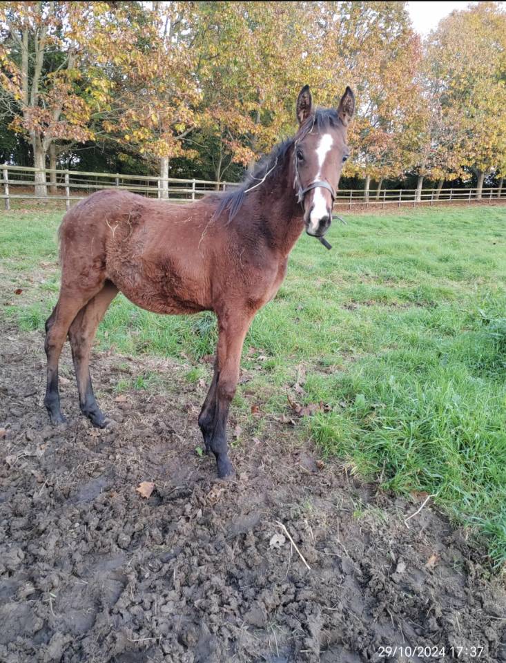 Pur sang mâle 1 ans  Bai, entier