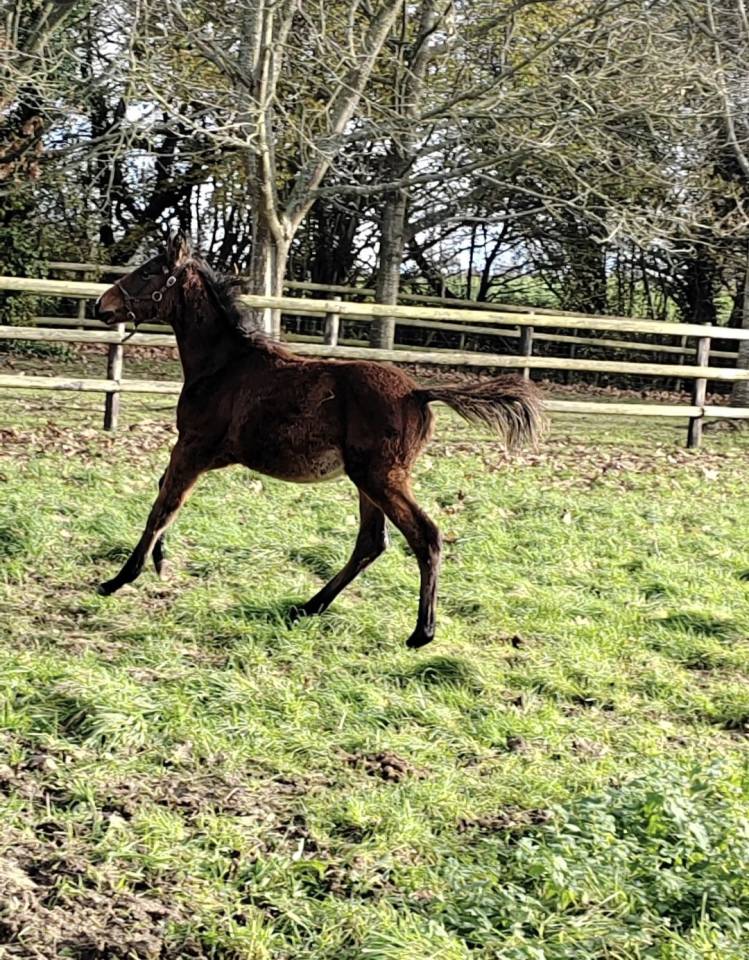 Pur sang mâle 1 ans  Bai, entier