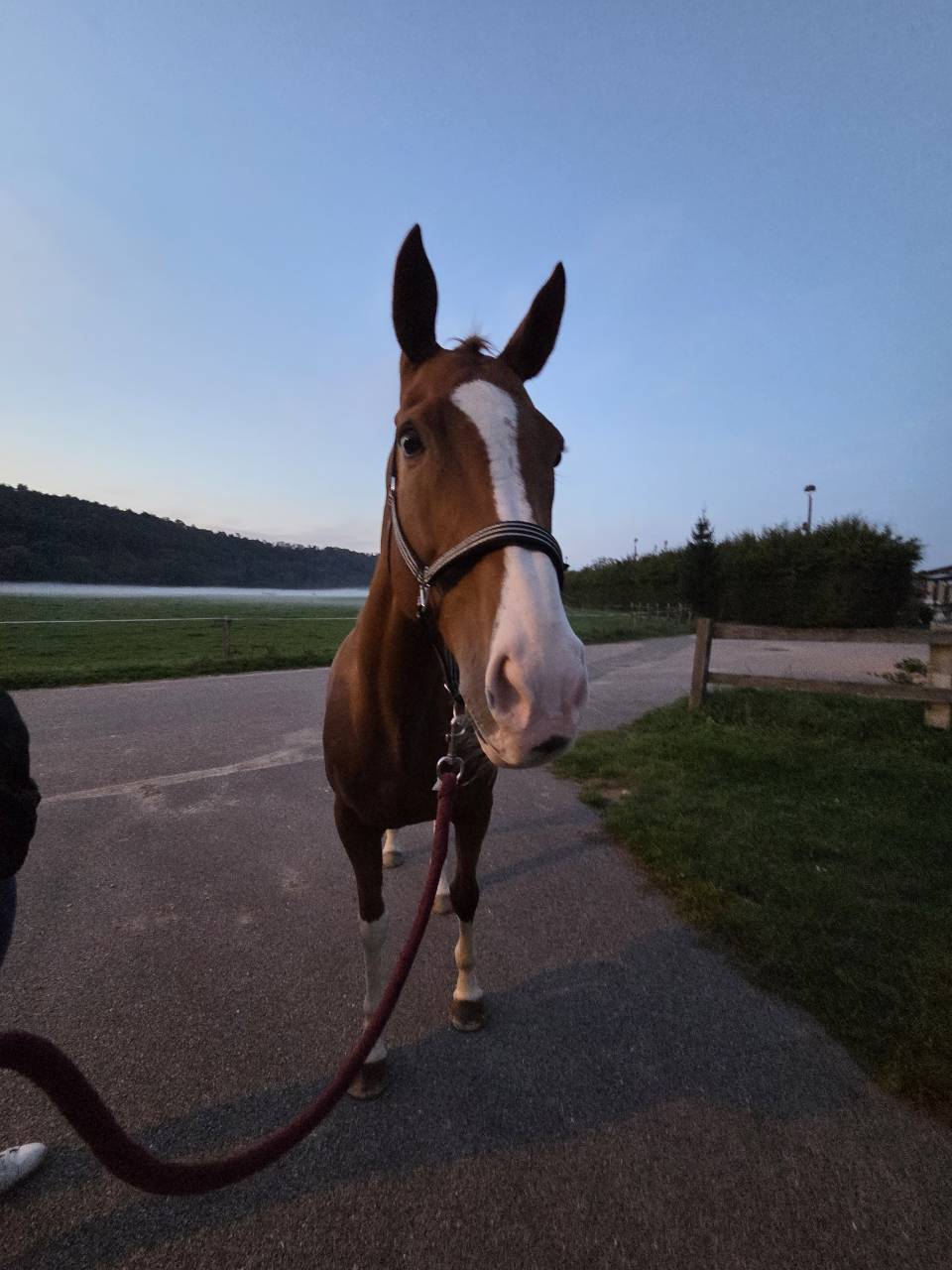 Magnifique jument PP PS 10 ans