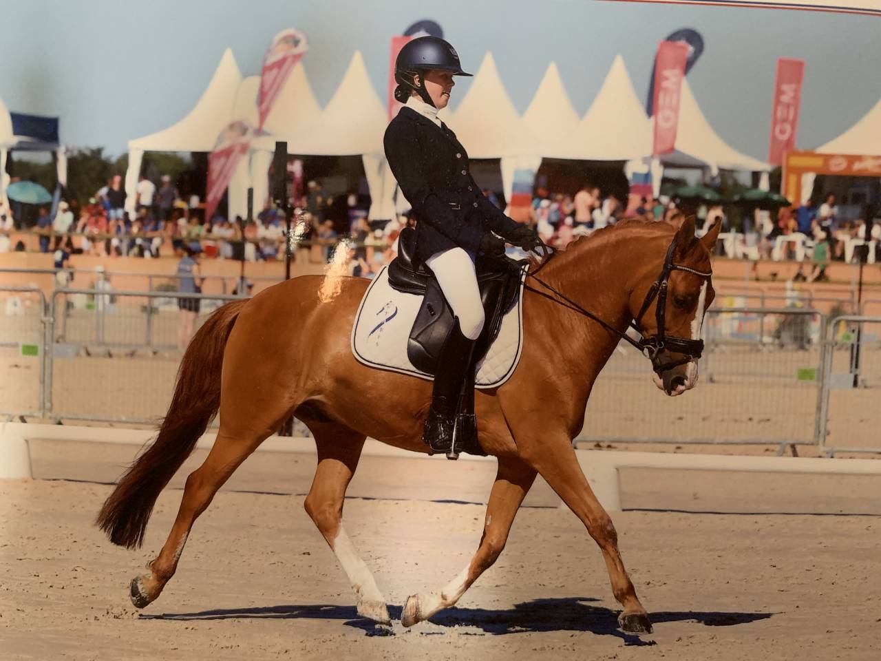 PONEY DE DRESSAGE NIVEAU AS ELITE