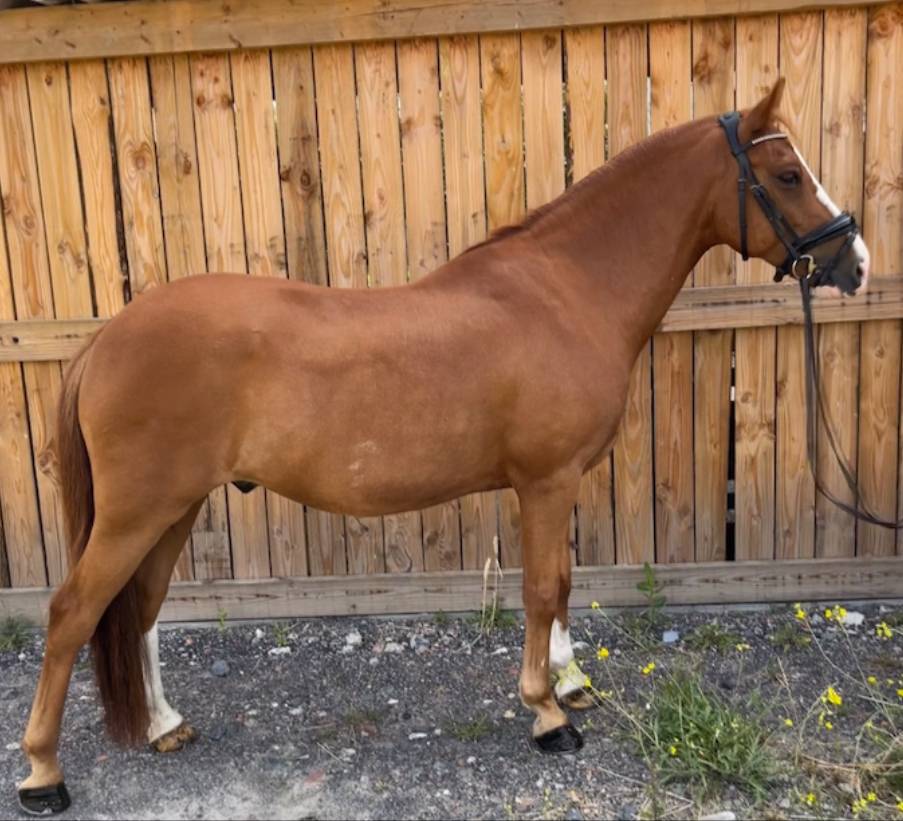 PONEY DE DRESSAGE NIVEAU AS ELITE