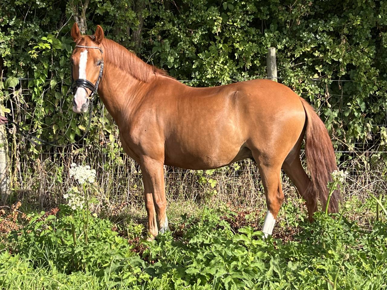 PONEY DE DRESSAGE NIVEAU AS ELITE